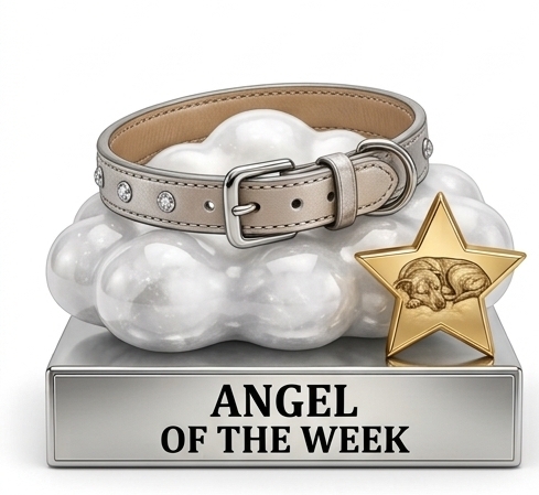 an angel of the week award